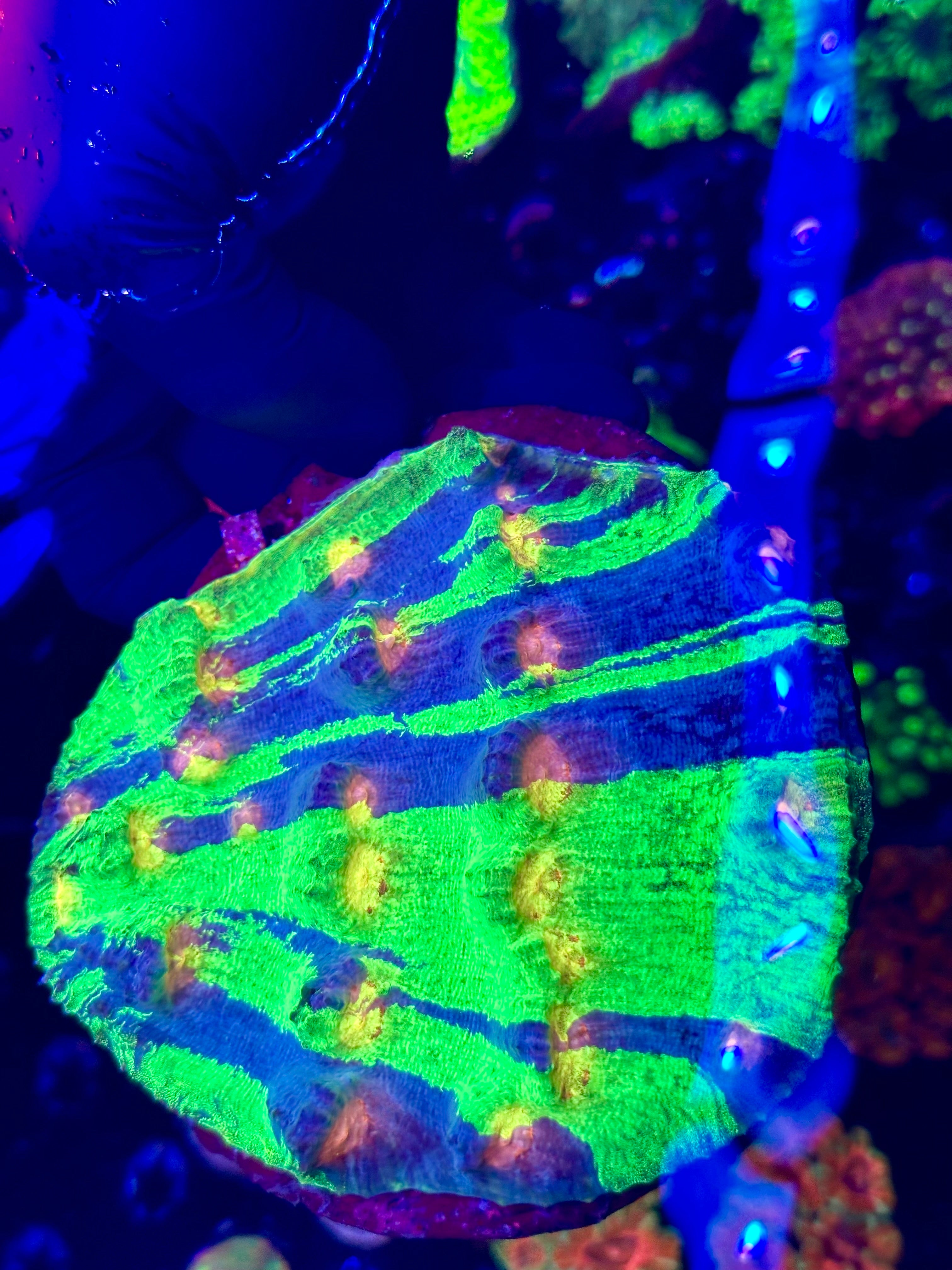 RAJA IN PAJAMAS CHALICE COLONY 6”