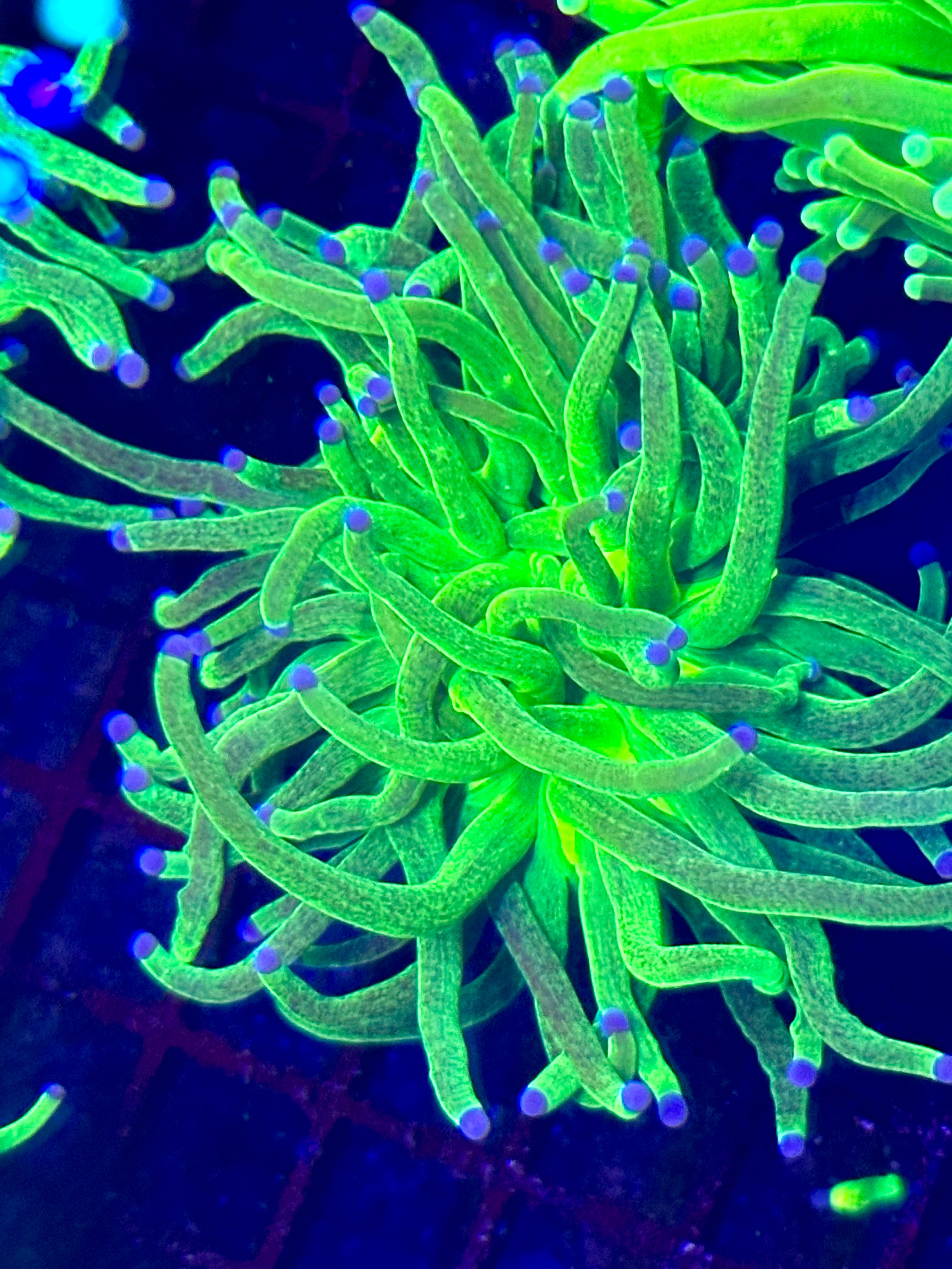 BIG GLITTER HOLY GRAIL TORCH