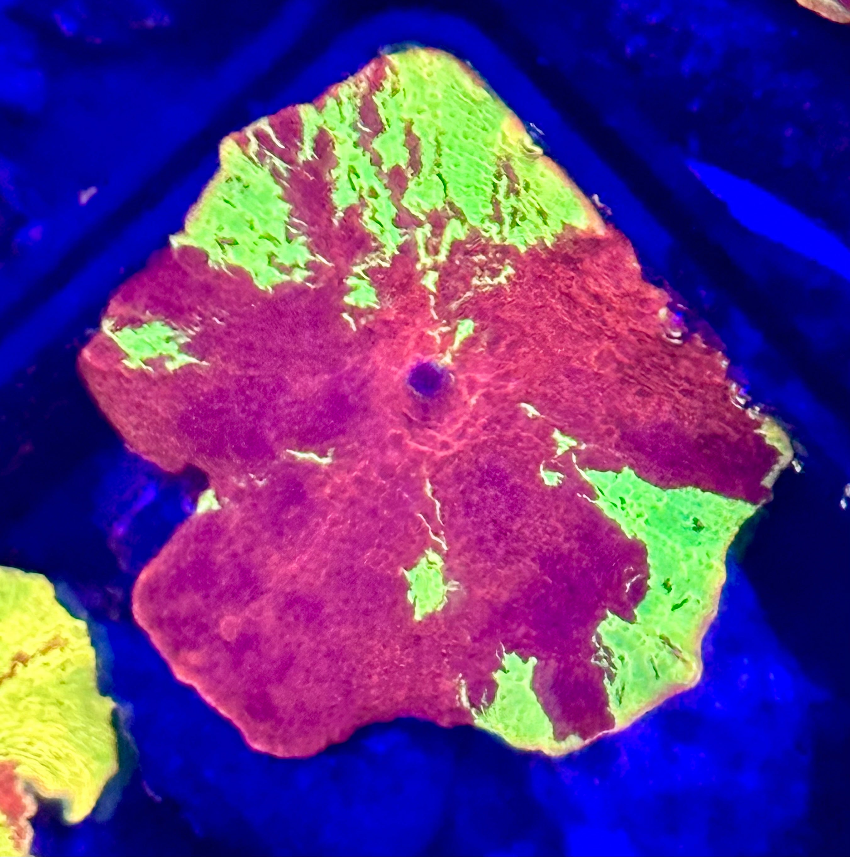 JAWBREAKER MUSHROOM CORAL