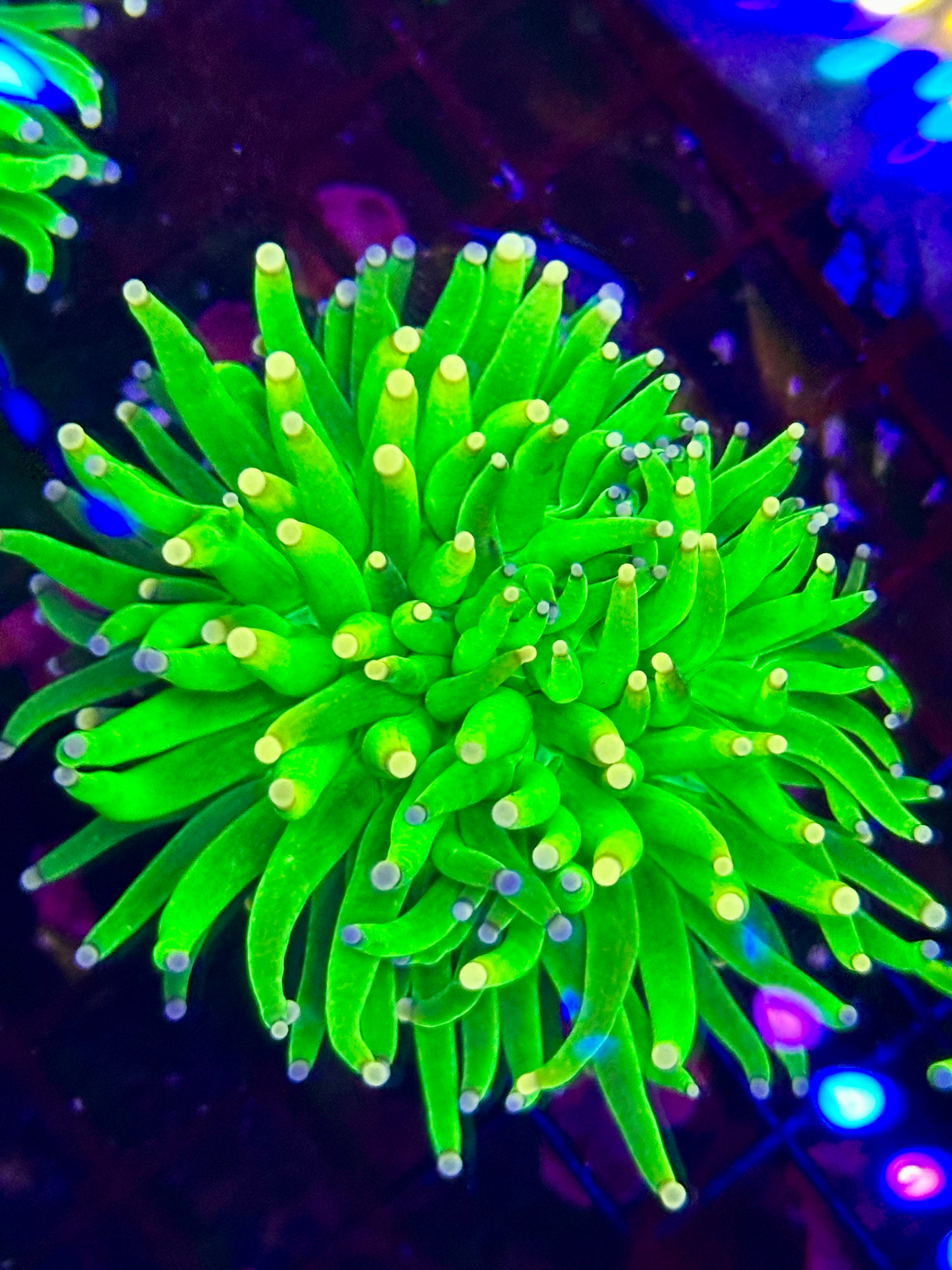 COTTON CANDY HOLY GRAIL TORCH