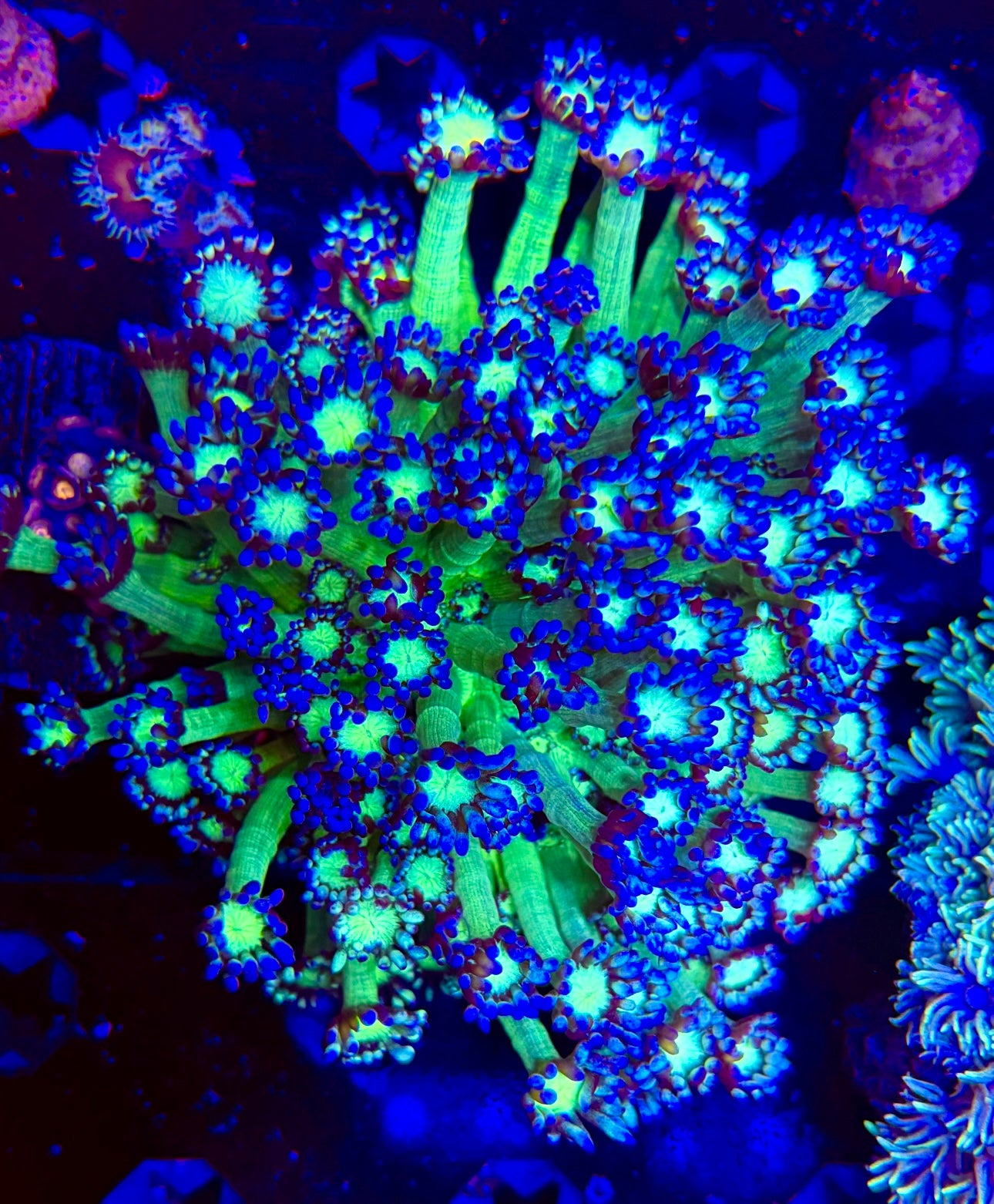 UKTRA INDO GLITTER GONIOPORA COLONY