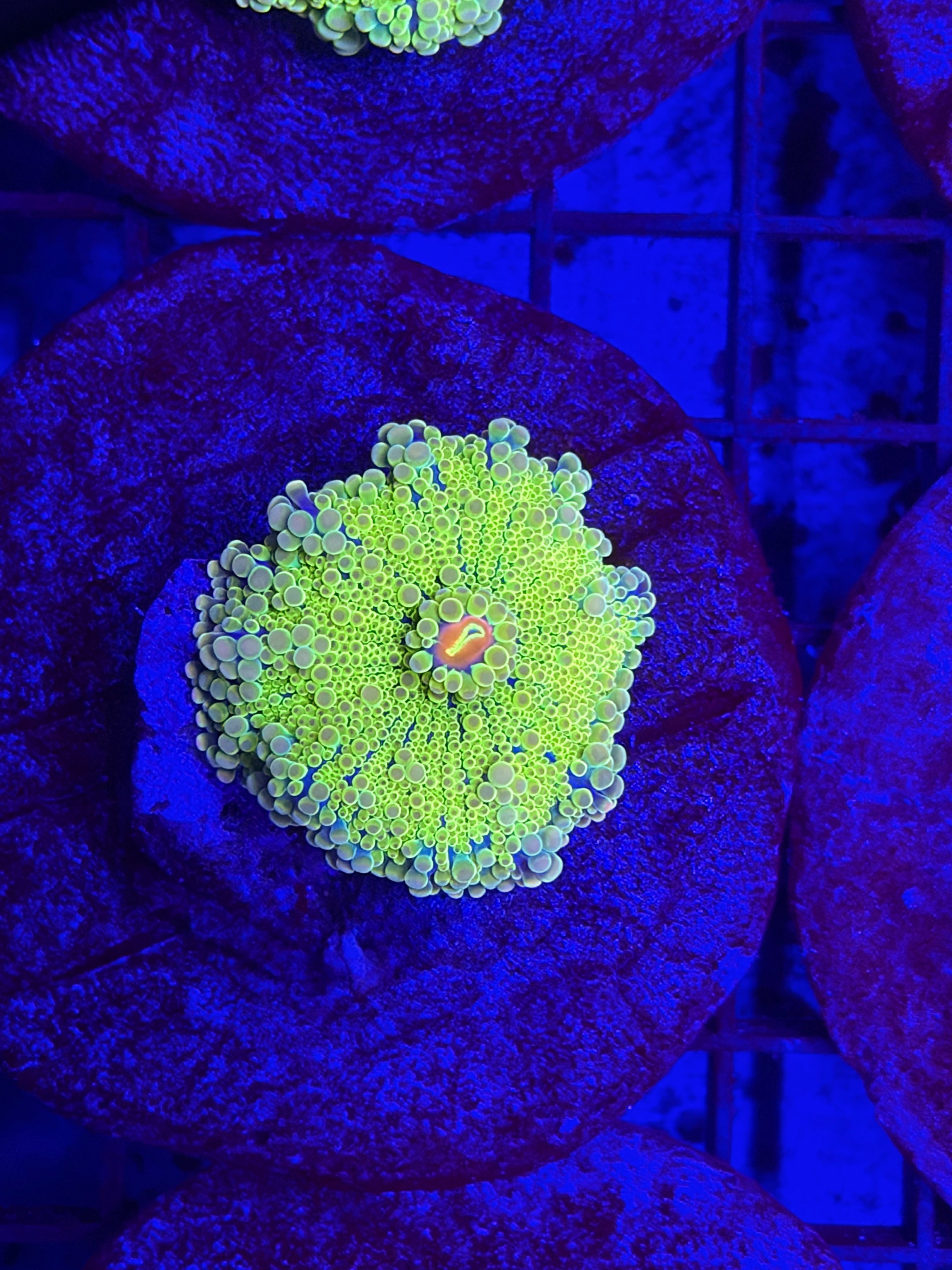 BRIGHT YUMA MUSHROOM