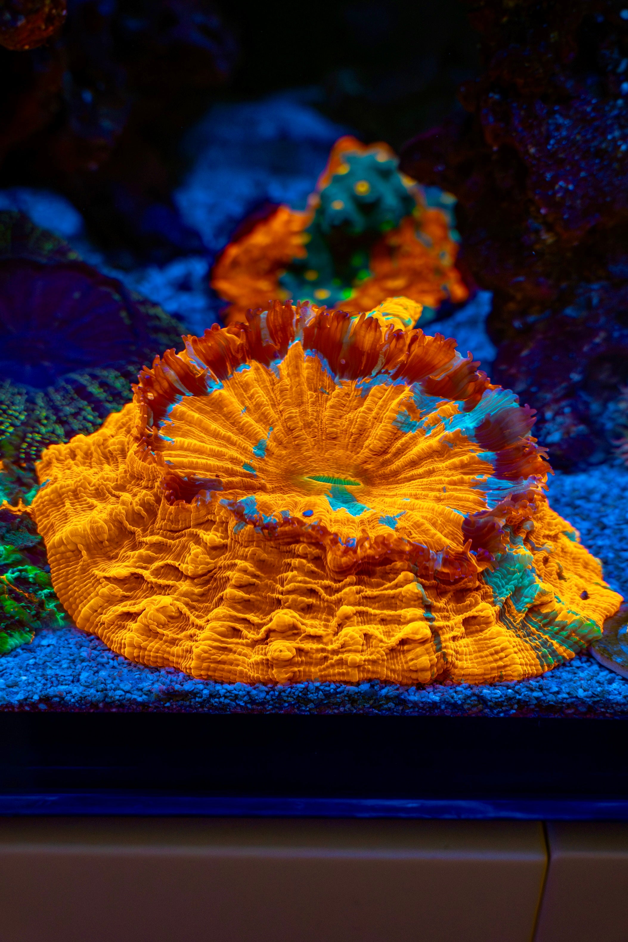 LARGE BRIGHT ORANGE ACANTHOPHYLLIA