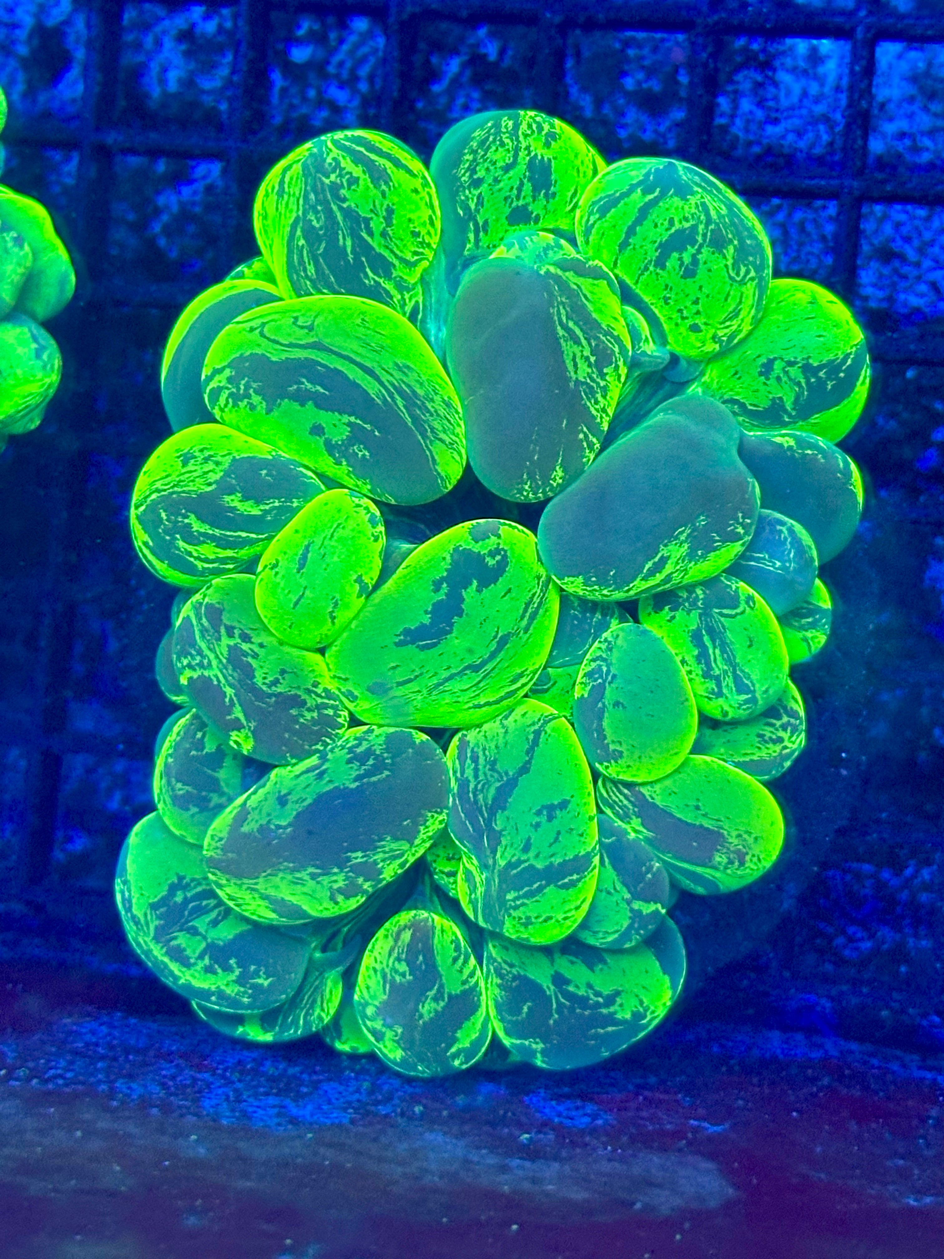 NEON SPLATTER BUBBLE CORAL