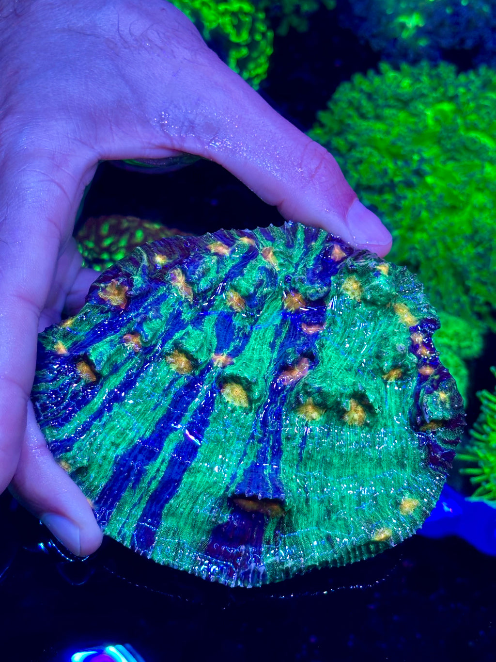 LARGE RAJA IN PAJAMAS CHALICE COLONY