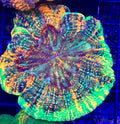 RAINBOW ACANTHO