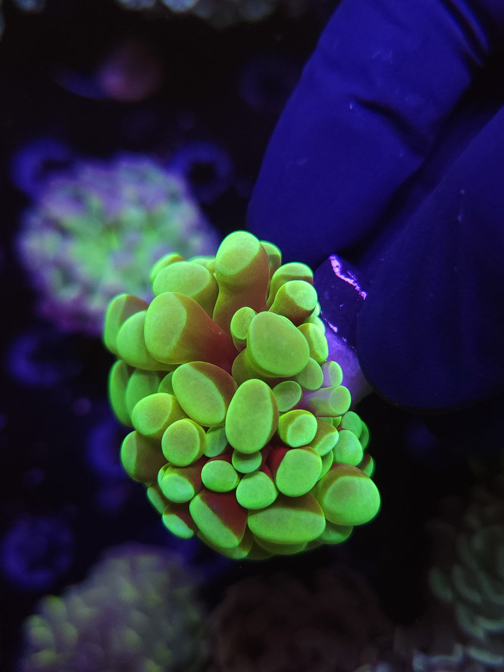 TCB Alien Egg Hammer Coral