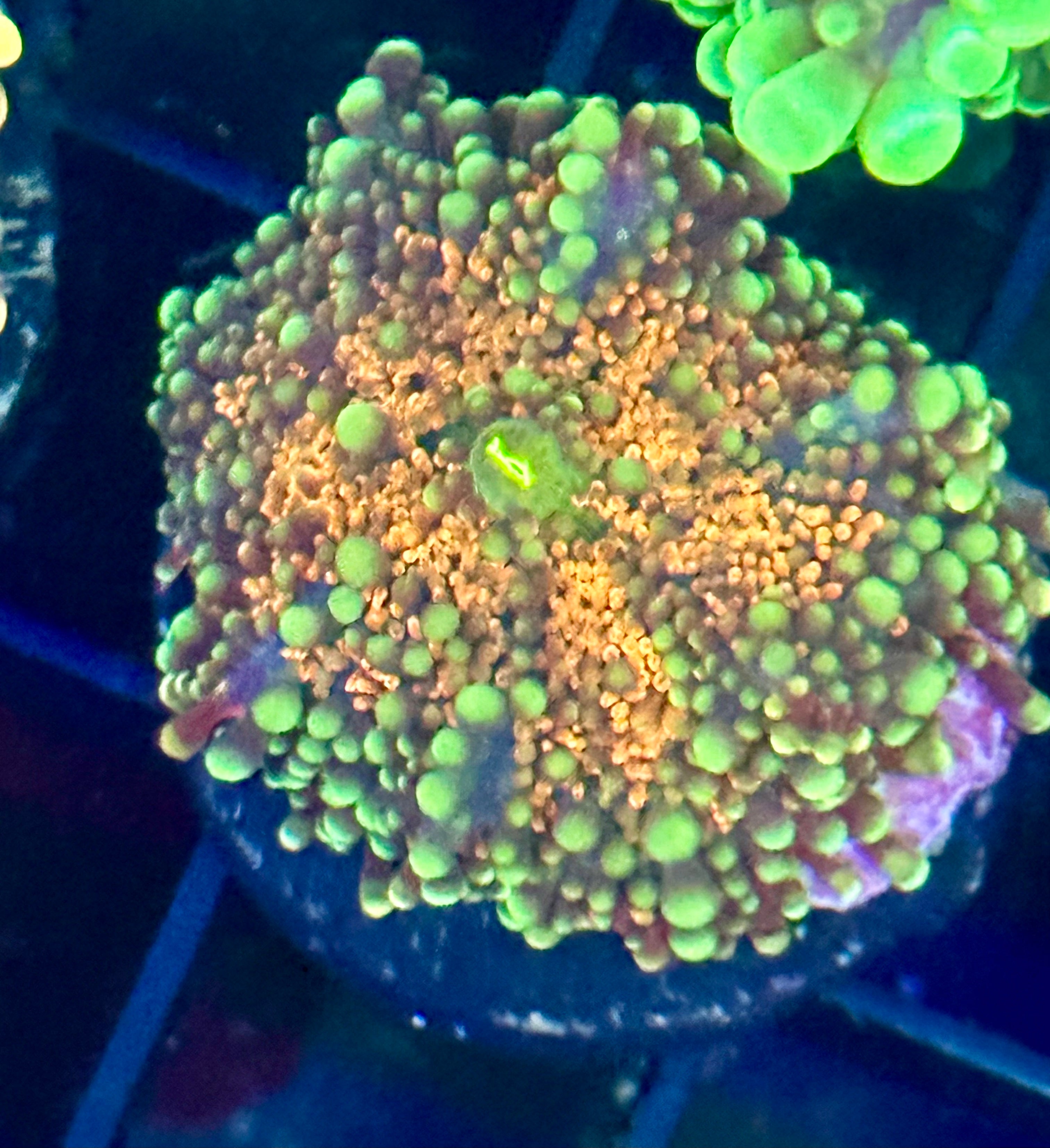 Ultra Bright Ricordia Mushroom