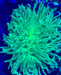 LARGE LONG POLYP PLATE