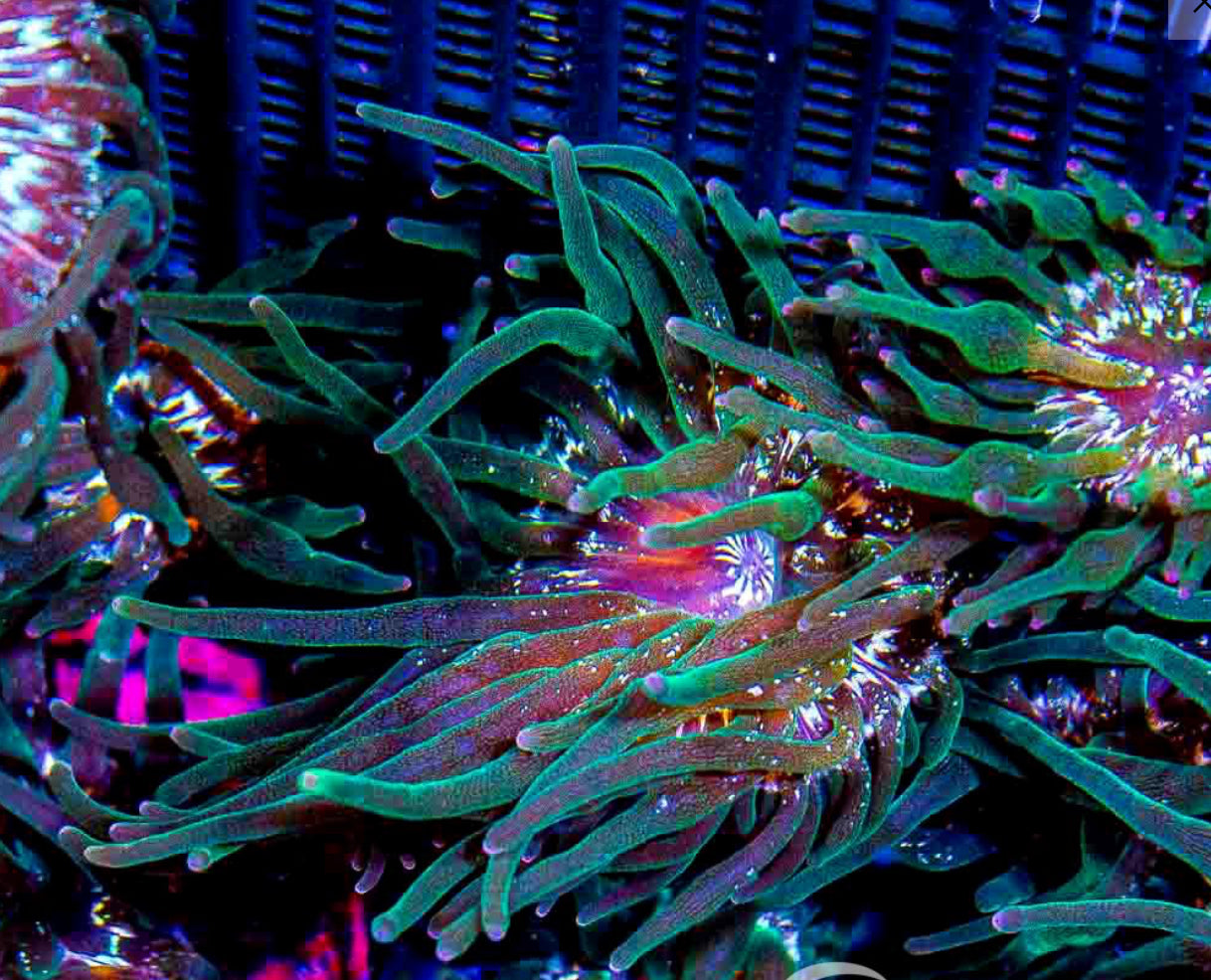 ECC NEXUS BUBBLE TIP ANEMONE