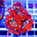 Ultra Aussie Hot Acan Lordhowensis