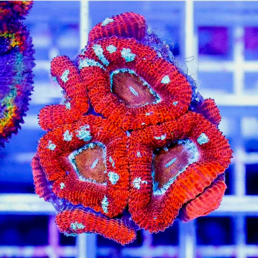 Ultra Aussie Hot Acan Lordhowensis