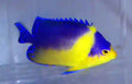 VENUSTUS AANGELFISH (PURPLE MASKED)