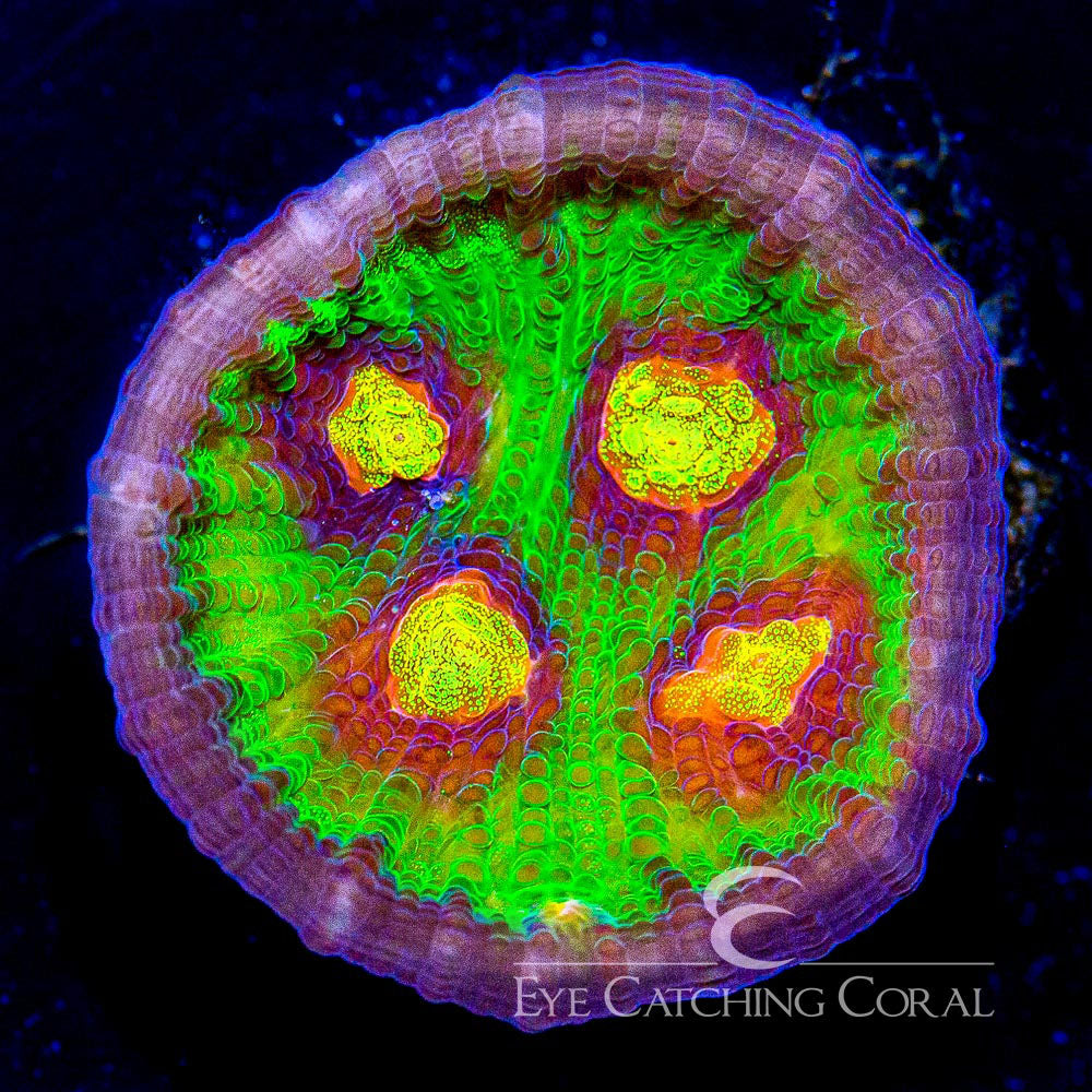 Jason Fox Raja Rampage Chalice Frag