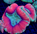 Bright Neon Red Trachy