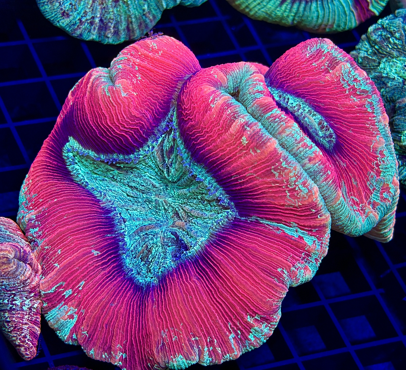 Bright Neon Red Trachy