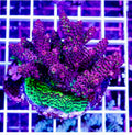 ULTRA CULTURED ACROPORA