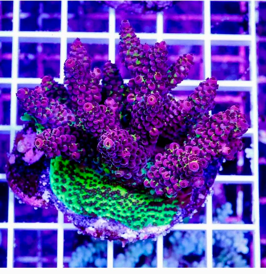 ULTRA CULTURED ACROPORA