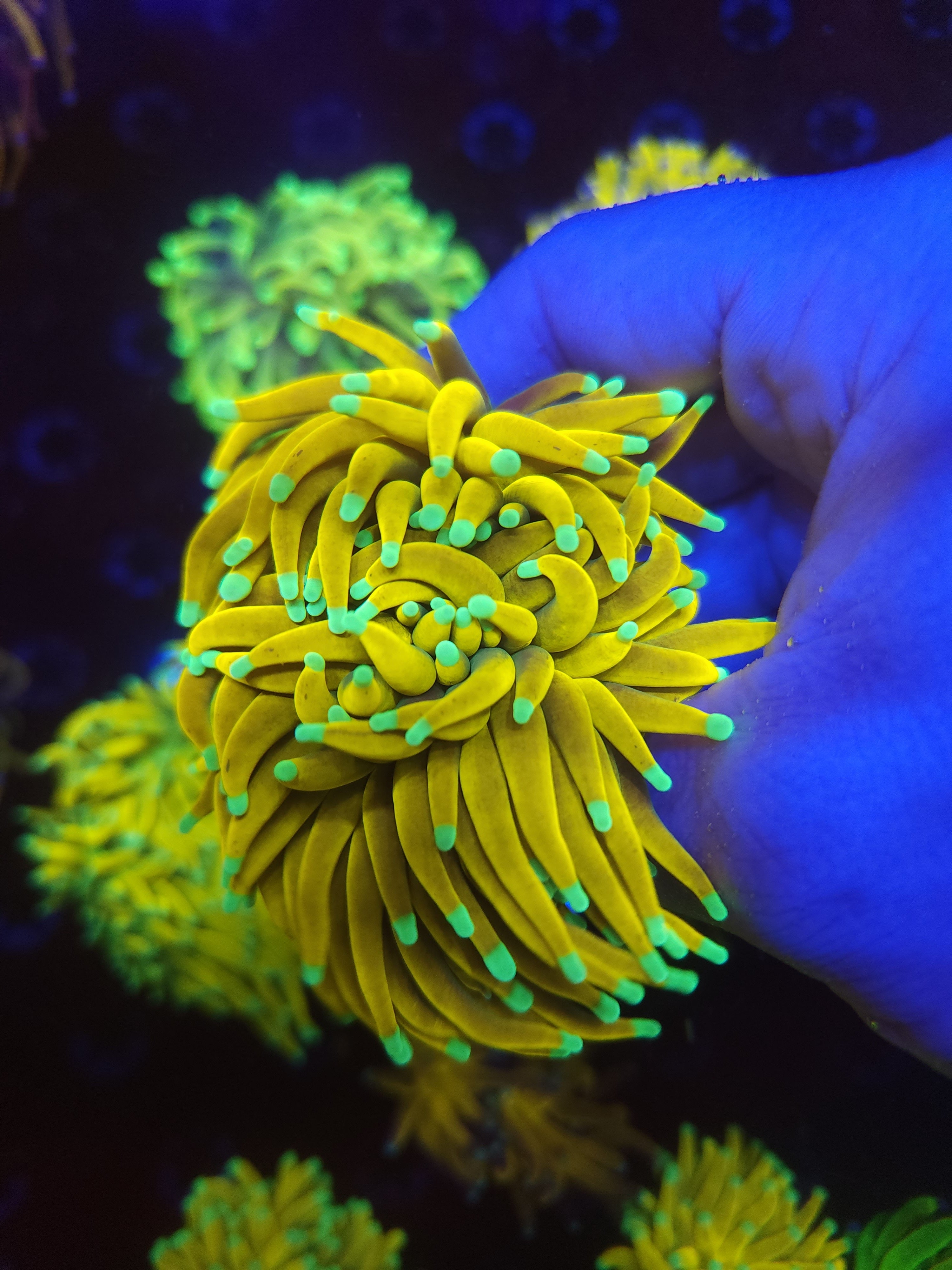 2 Head Sun God Torch Coral