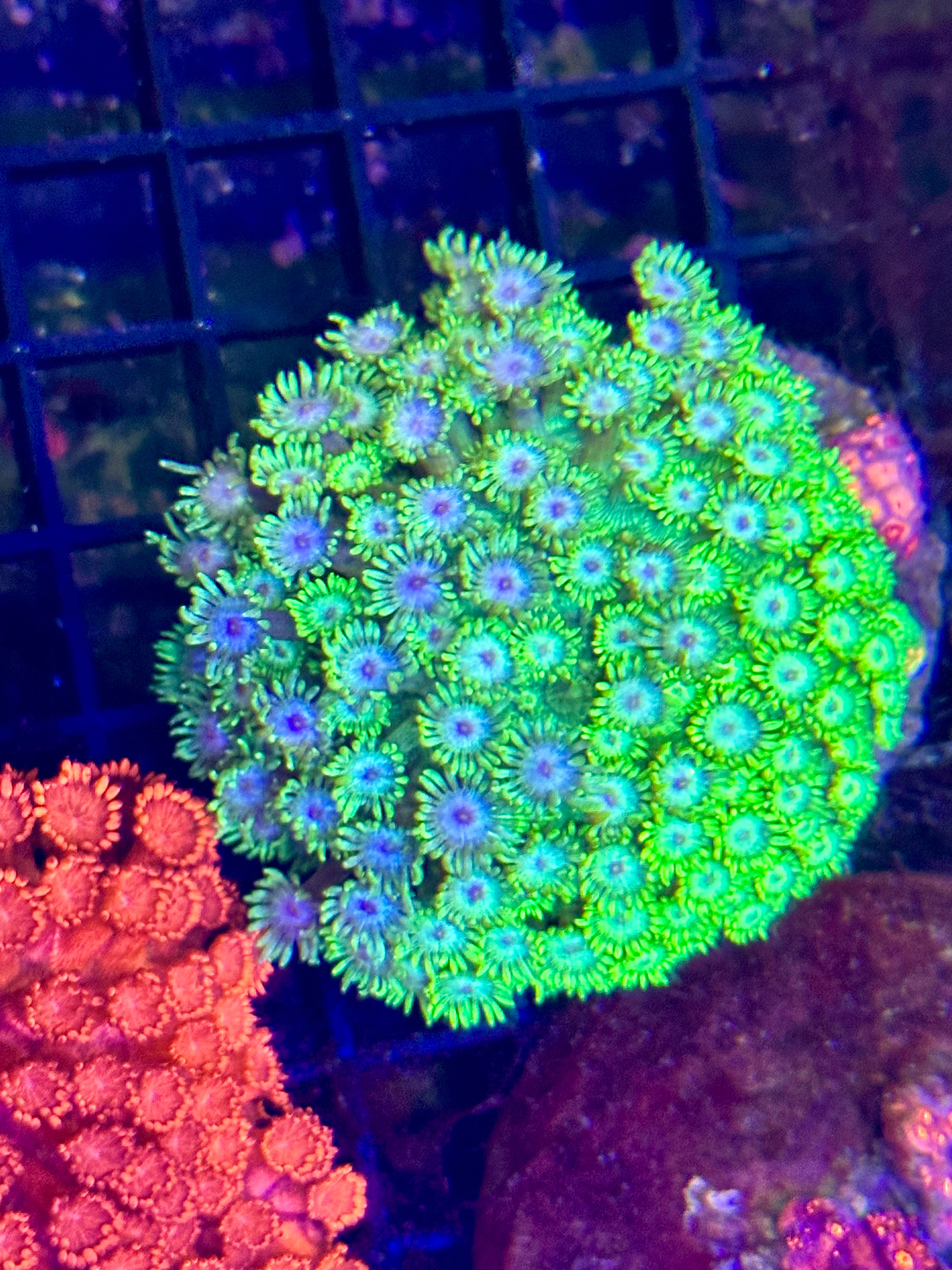 TCB GRADIENT GONIOPORA