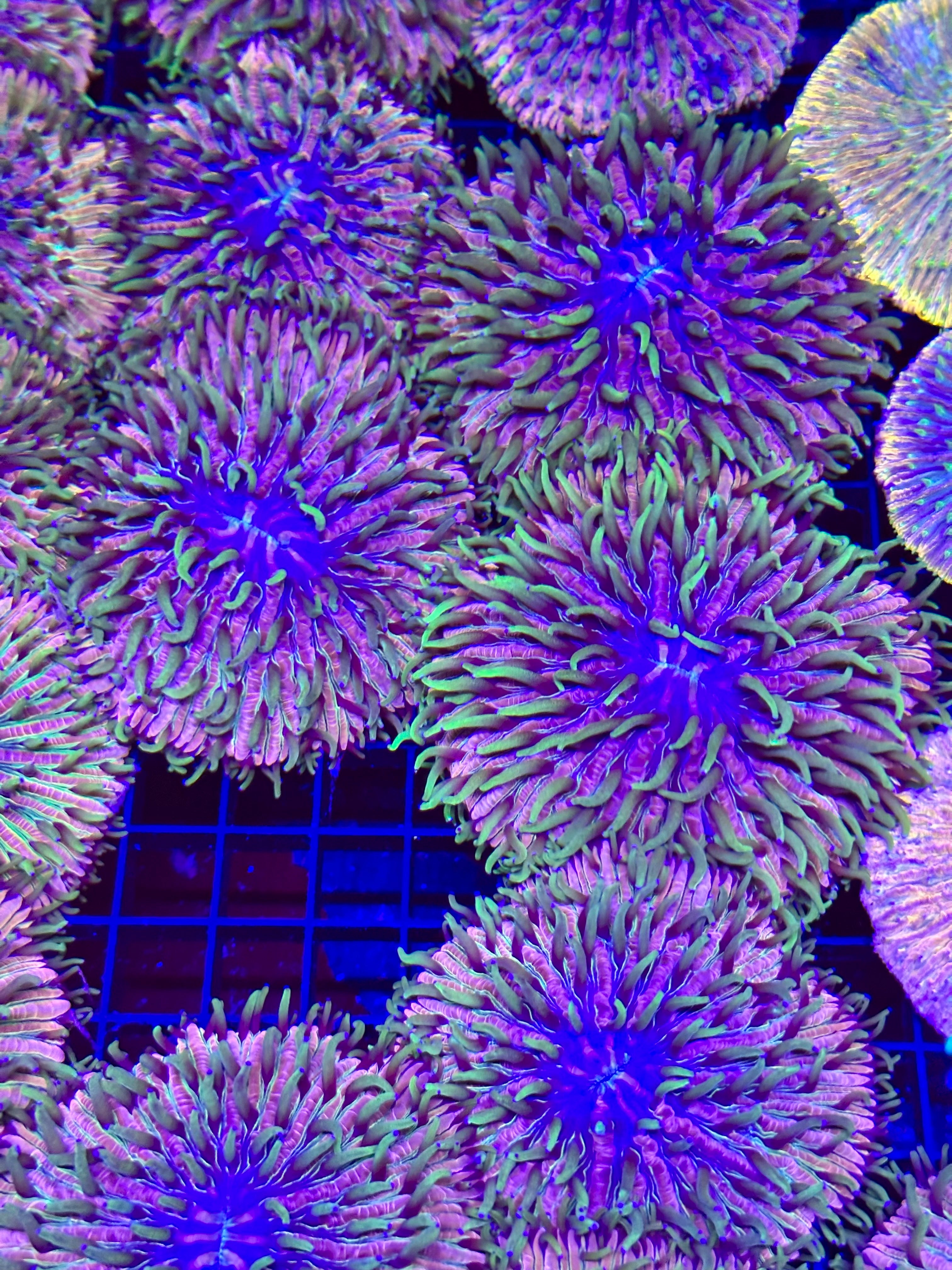 LARGE PURPLE NEON GREEN PLATE