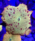 Bright Jawbreaker Mushroom