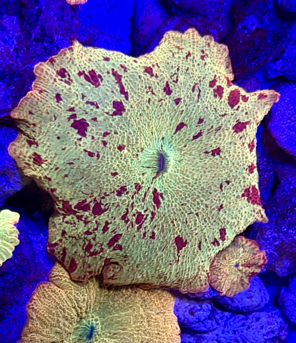 Bright Jawbreaker Mushroom