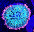 Large Bright Frankenstein Mushroom