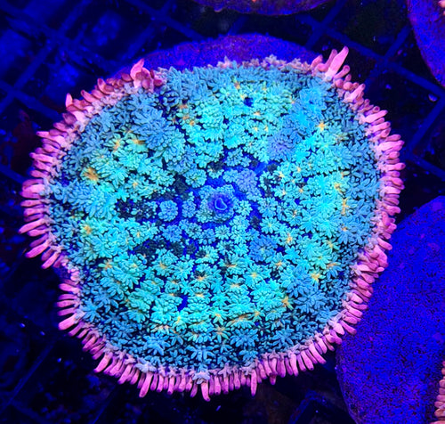 Large Bright Frankenstein Mushroom