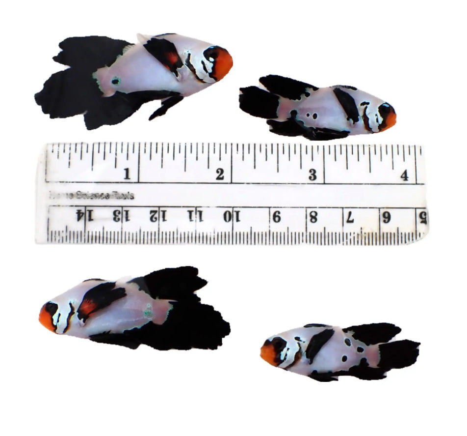 BLACK FROSTBITE LONGFIN PAIR CLOWNFISH