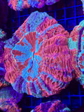 LARGE RAINBOW ACAN