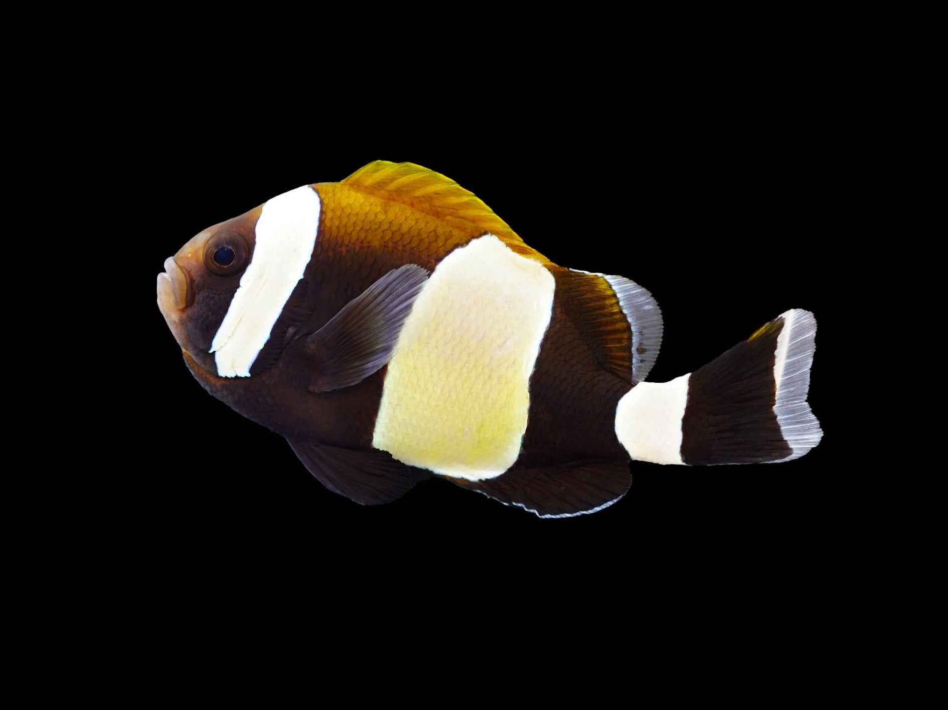 Latz clownfish (pair) (Amphiprion latezonatus) captive bred