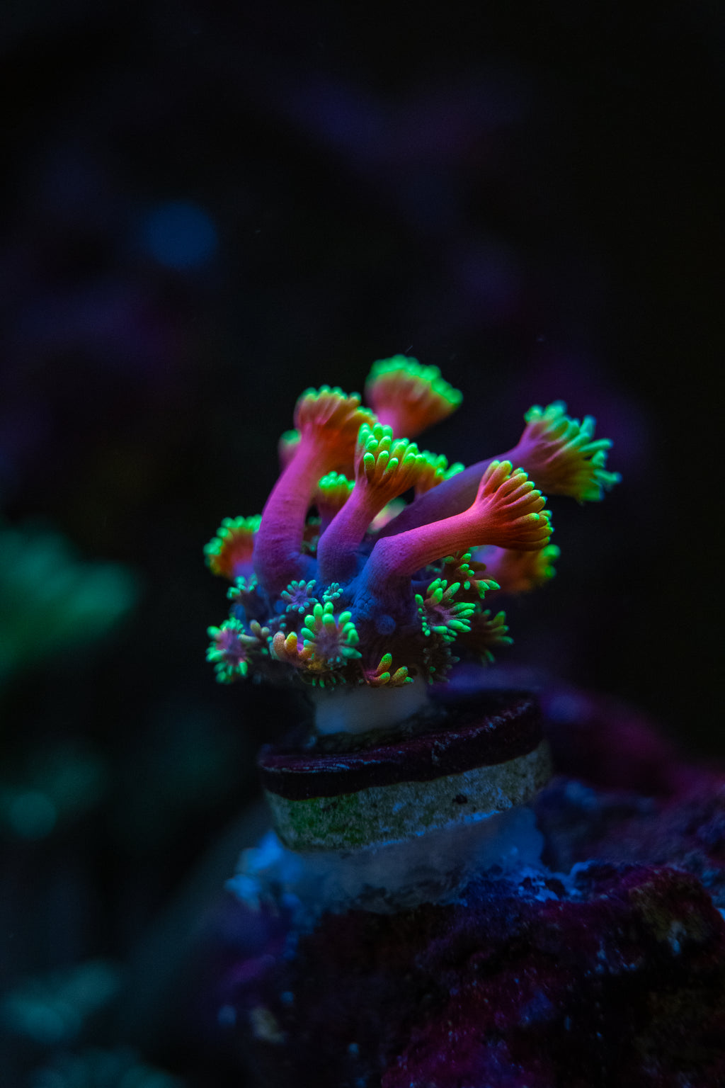 WWC HOLLYWOOD NIGHTS GONI