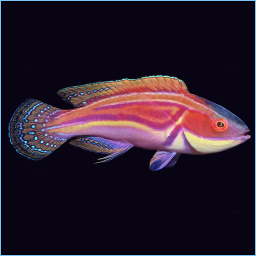 Laboute’s Fairy Wrasse