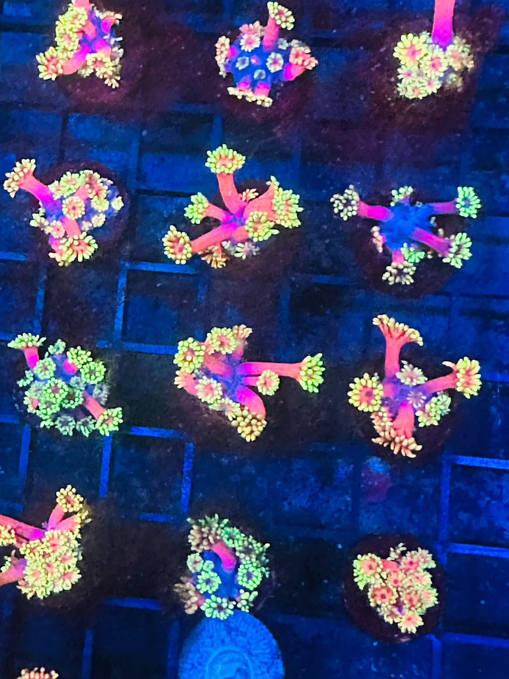 WWC HOLLYWOOD NIGHTS GONI