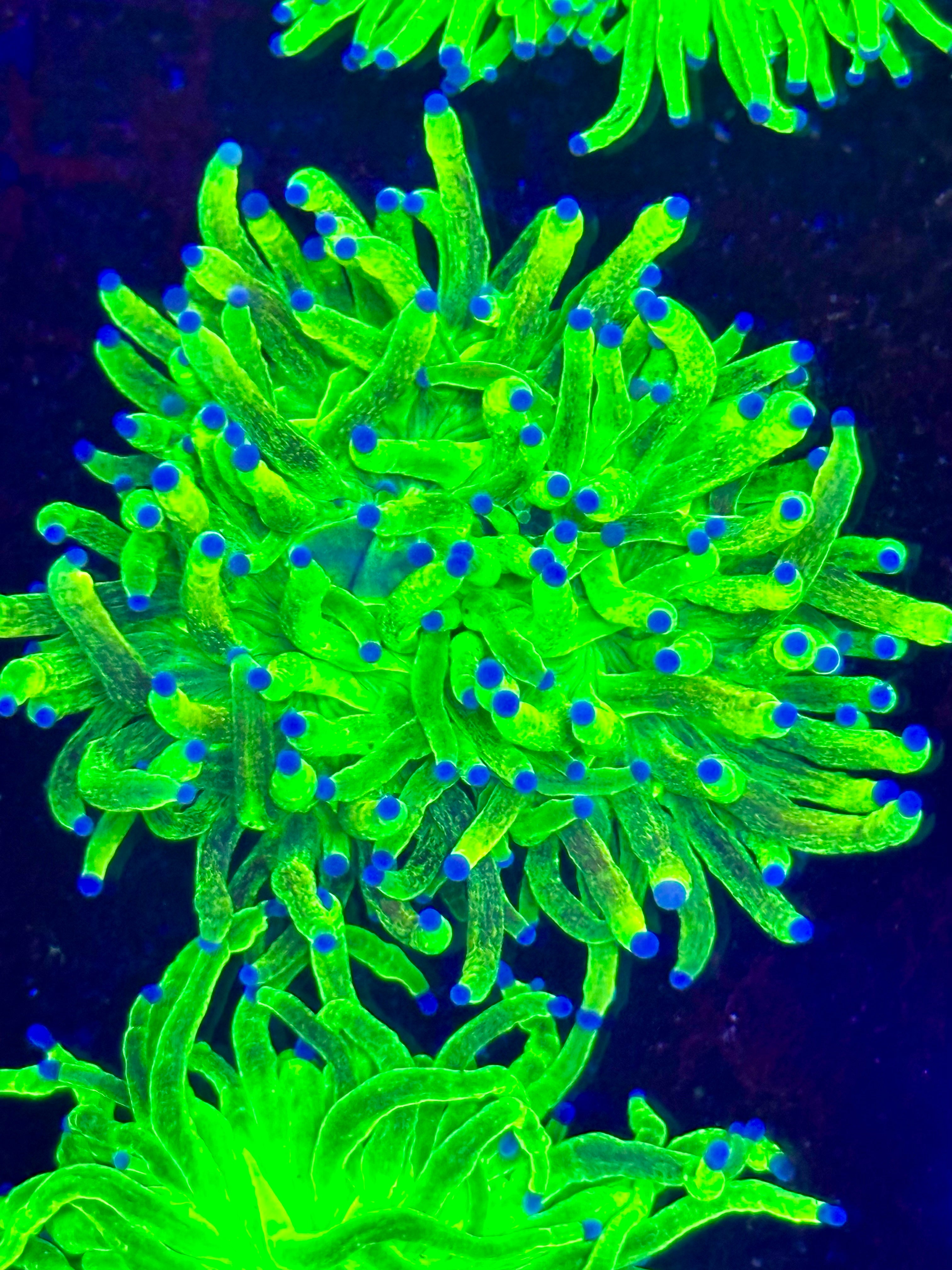 HOLY GRAIL GLITTER TORCH