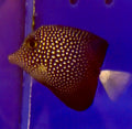 TINY 1-2” GEM TANG