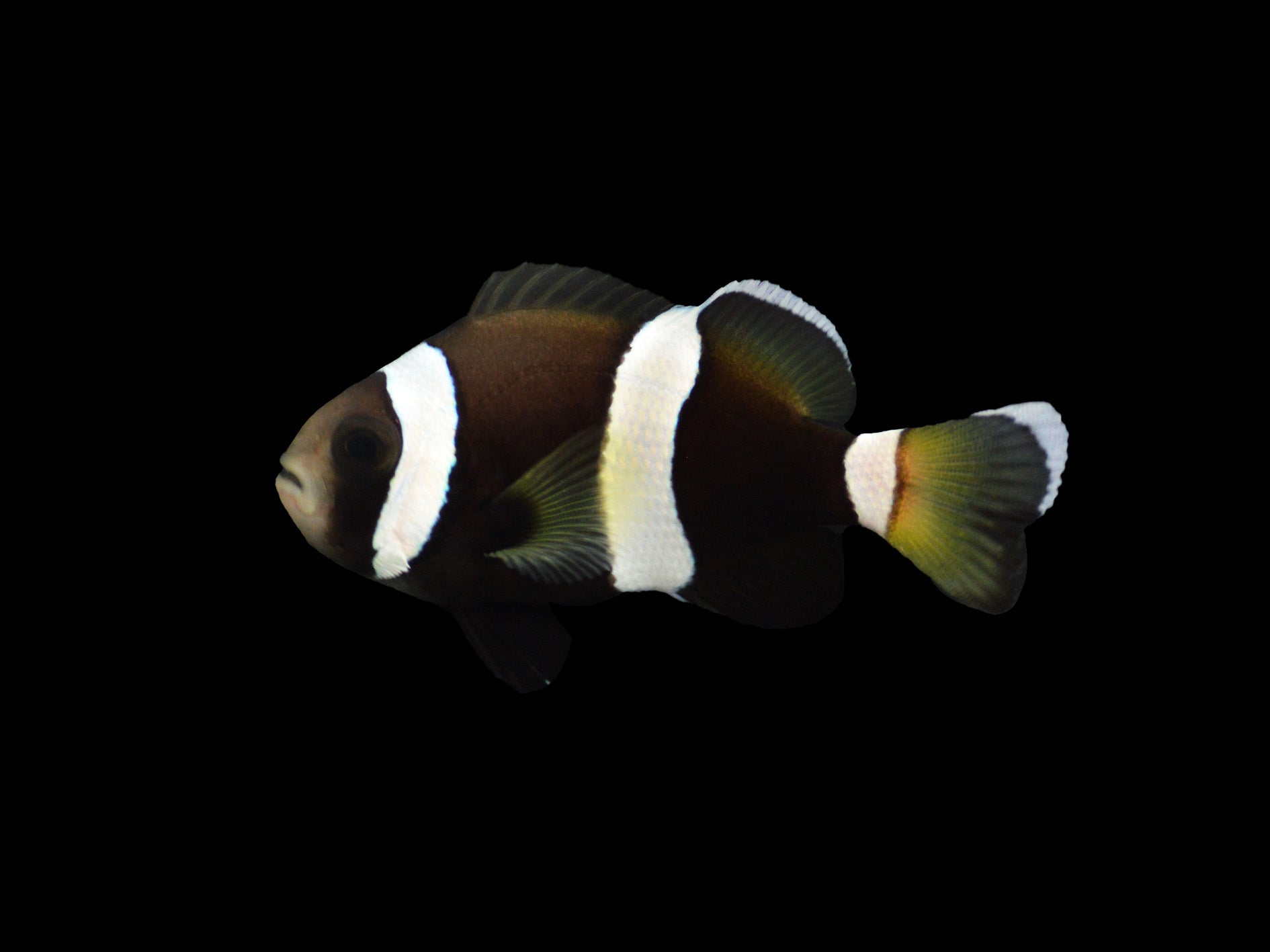 Latz clownfish (pair) (Amphiprion latezonatus) captive bred