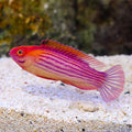 EARLS WRASSE MALE