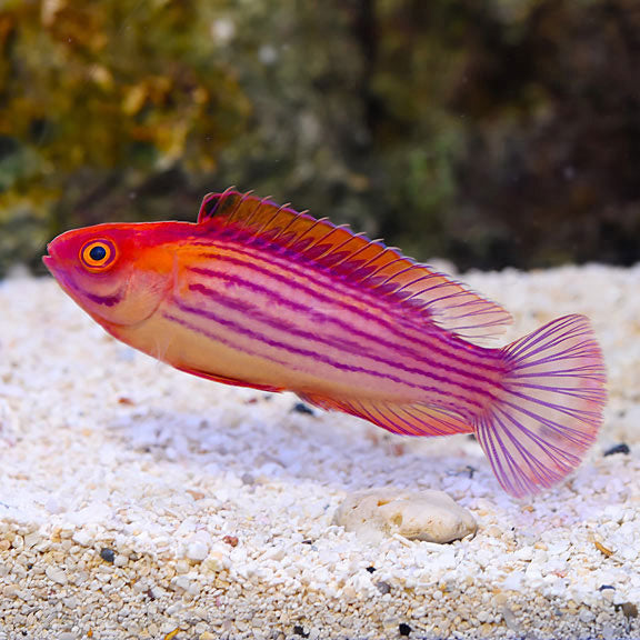 EARLS WRASSE MALE