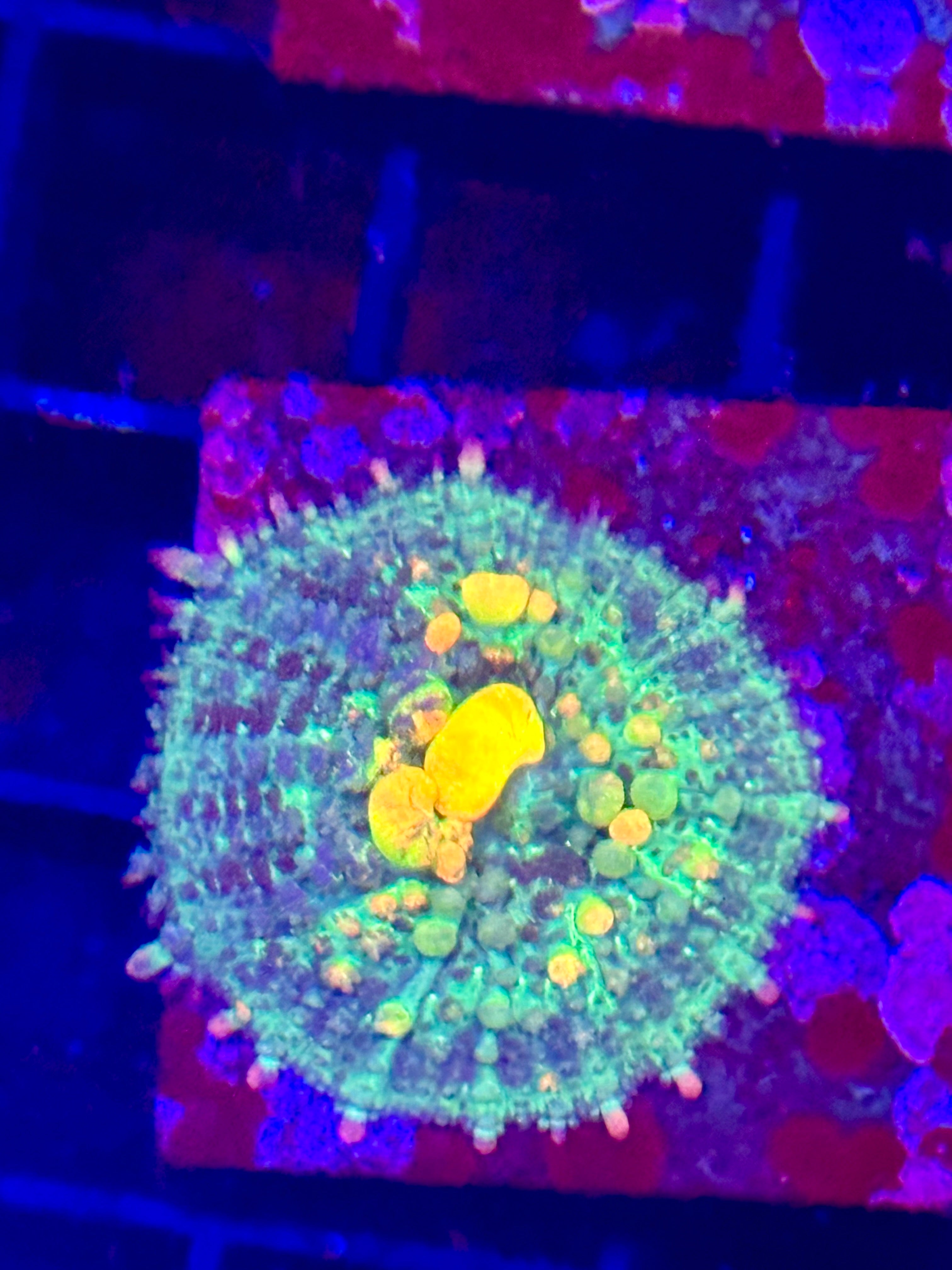 1.5” WWC OG BOUNCE