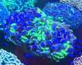 Ultra Aussie Fat Head Double Splatter Branching Hammer