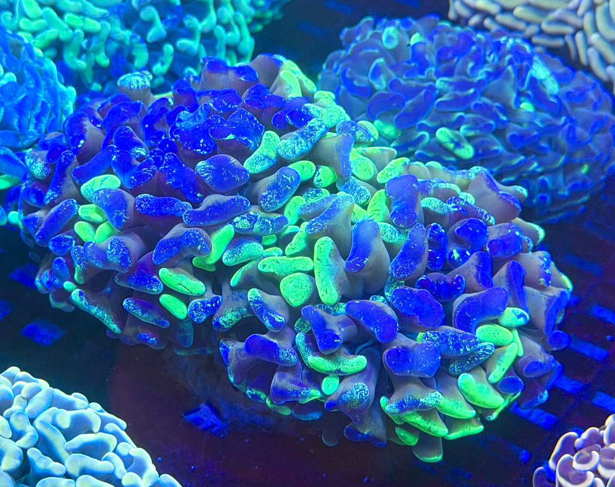 Ultra Aussie Fat Head Double Splatter Branching Hammer