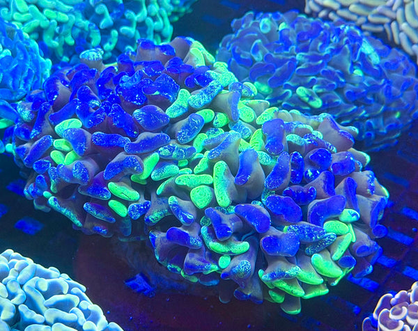 Ultra Aussie Fat Head Double Splatter Branching Hammer