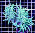 NEON GREEN FINGER LEATHER