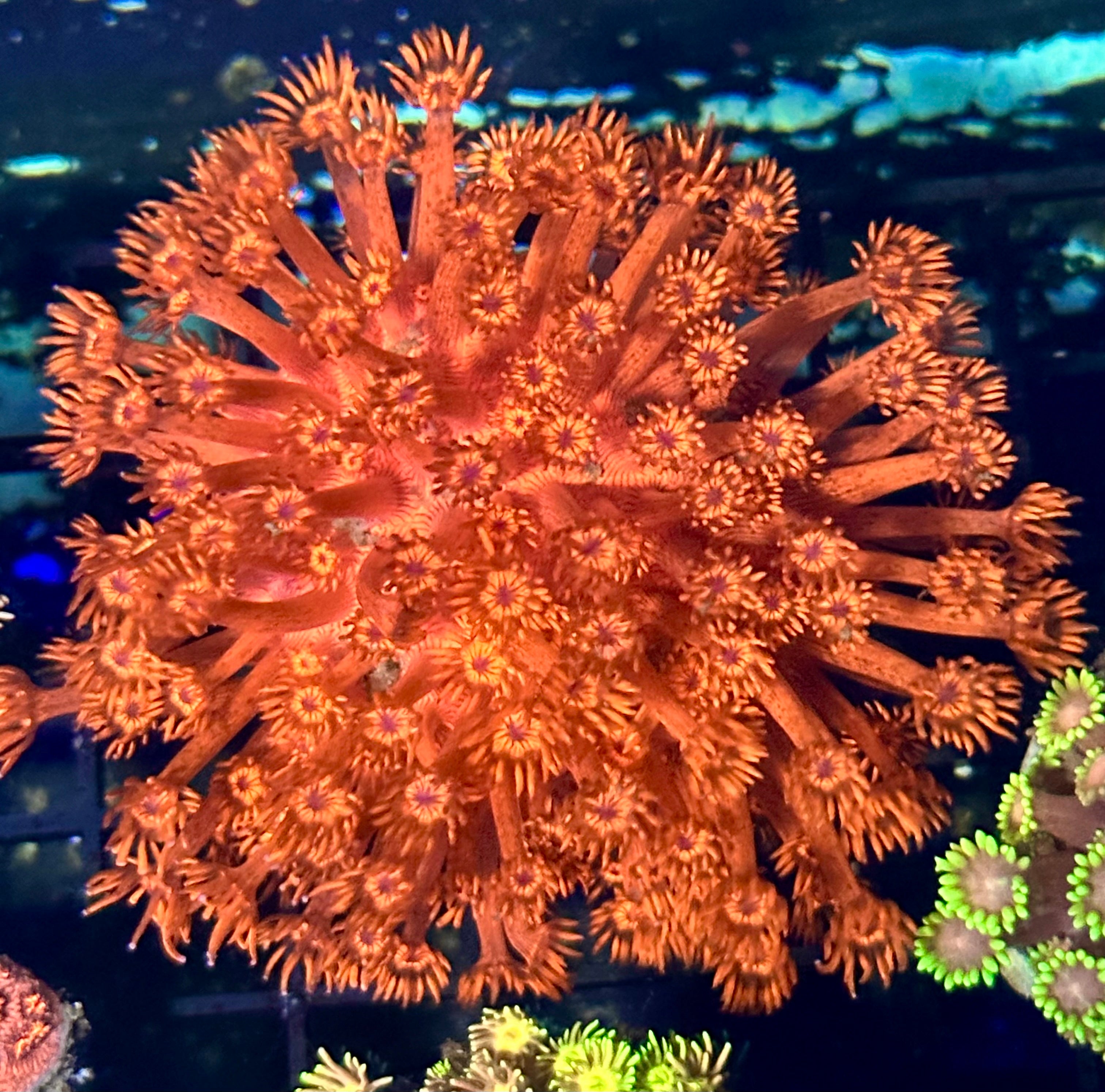 BRIGHT RED AUSSIE GONI LARGE FRAG