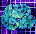 Aussie Trachyphyllia