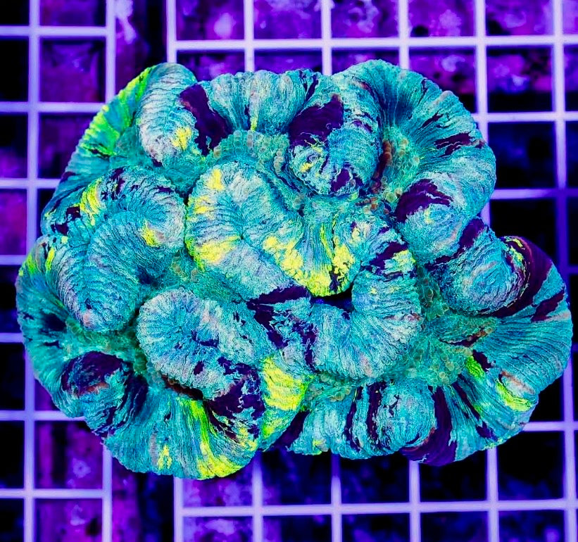 Aussie Trachyphyllia