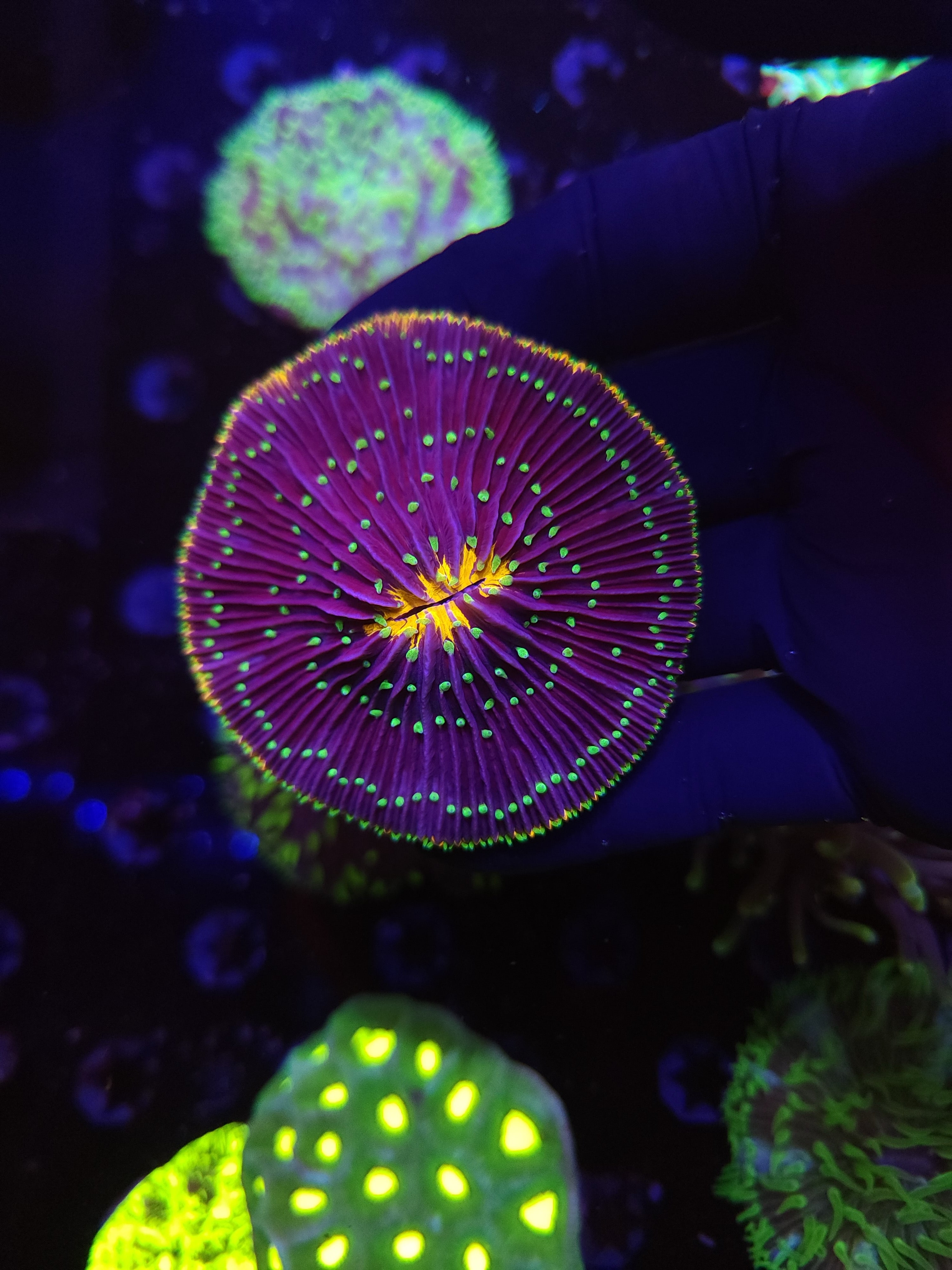 Orange ring plate coral