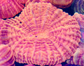 Large 8” Neon Red Cyphastrea Coral